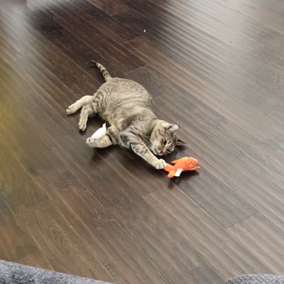 Cami, the attention-seeking stripey brat.