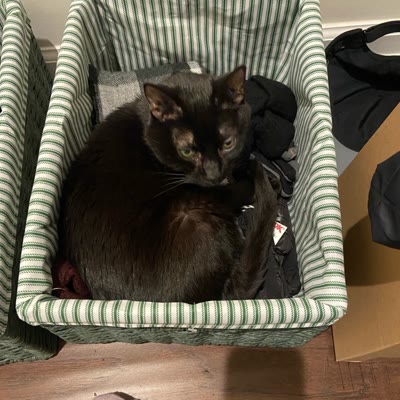 Kiki, the smol black cat with a white spot.