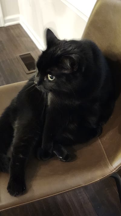 Luna, the hungriest black cat alive.